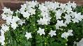 Italian bellflower